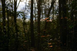 2020-11-24-tallulah-gorge-09.jpg