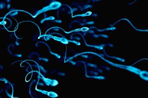 Human sperm-spl.jpg