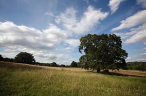 2009-07-04-hampstead-heath-09.jpg