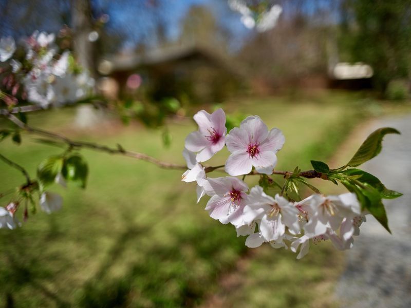 File:02010325-cherry-blossoms-01.jpg