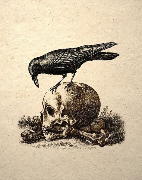 File:Raven-skull.jpg