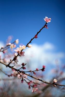 2020-03-25-blossoms-01.jpg