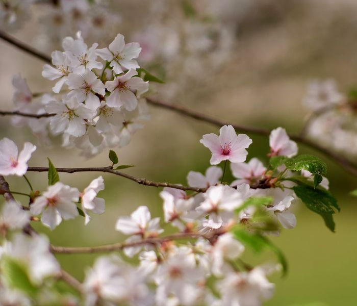 File:02010325-cherry-blossoms-02.jpg